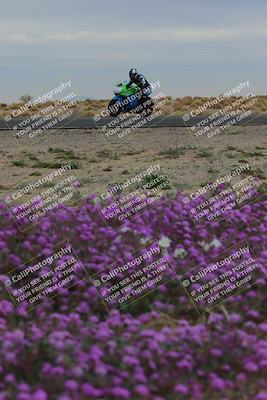media/Jan-14-2023-SoCal Trackdays (Sat) [[497694156f]]/Turn 14 Exit Bloomig (145pm)/